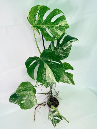 Monstera Albo Variegata XXL